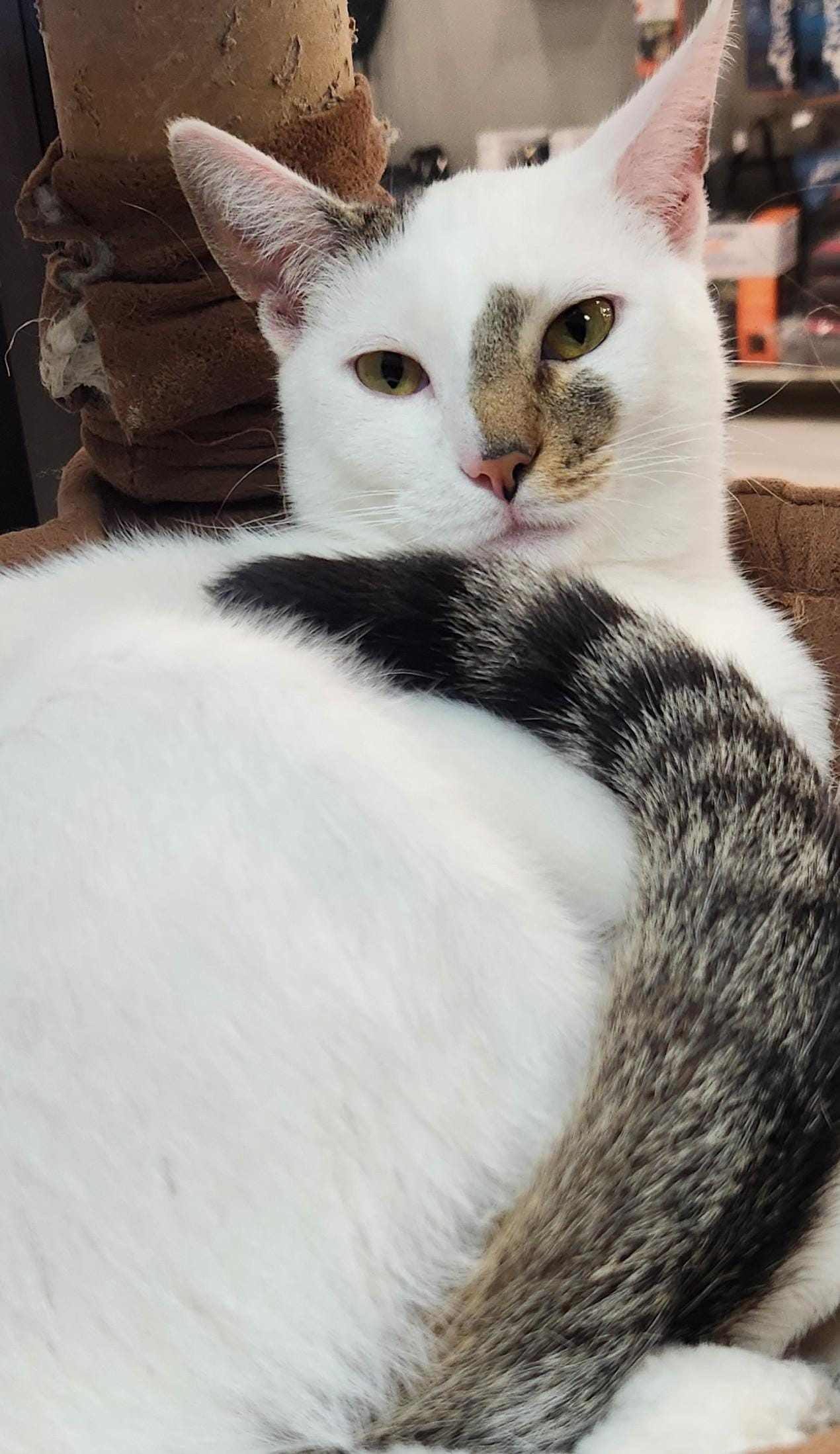 Yuki