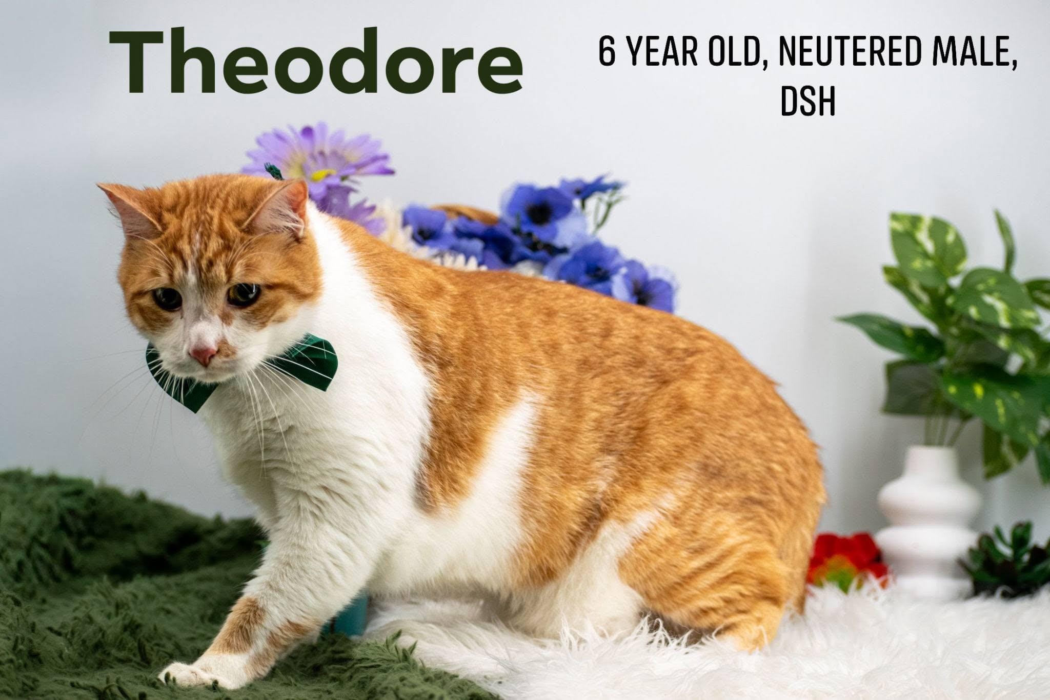 Theodore