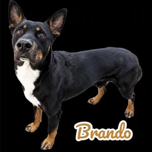 Brando