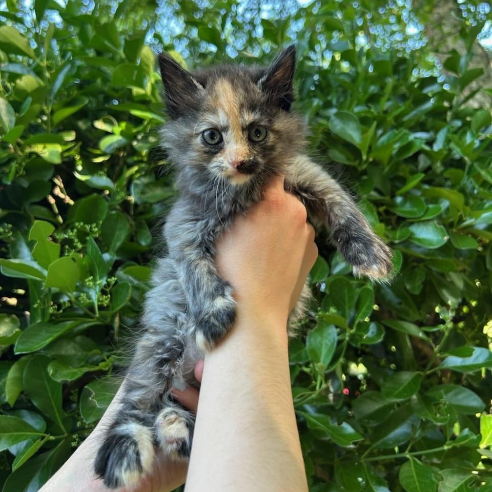 Paloma