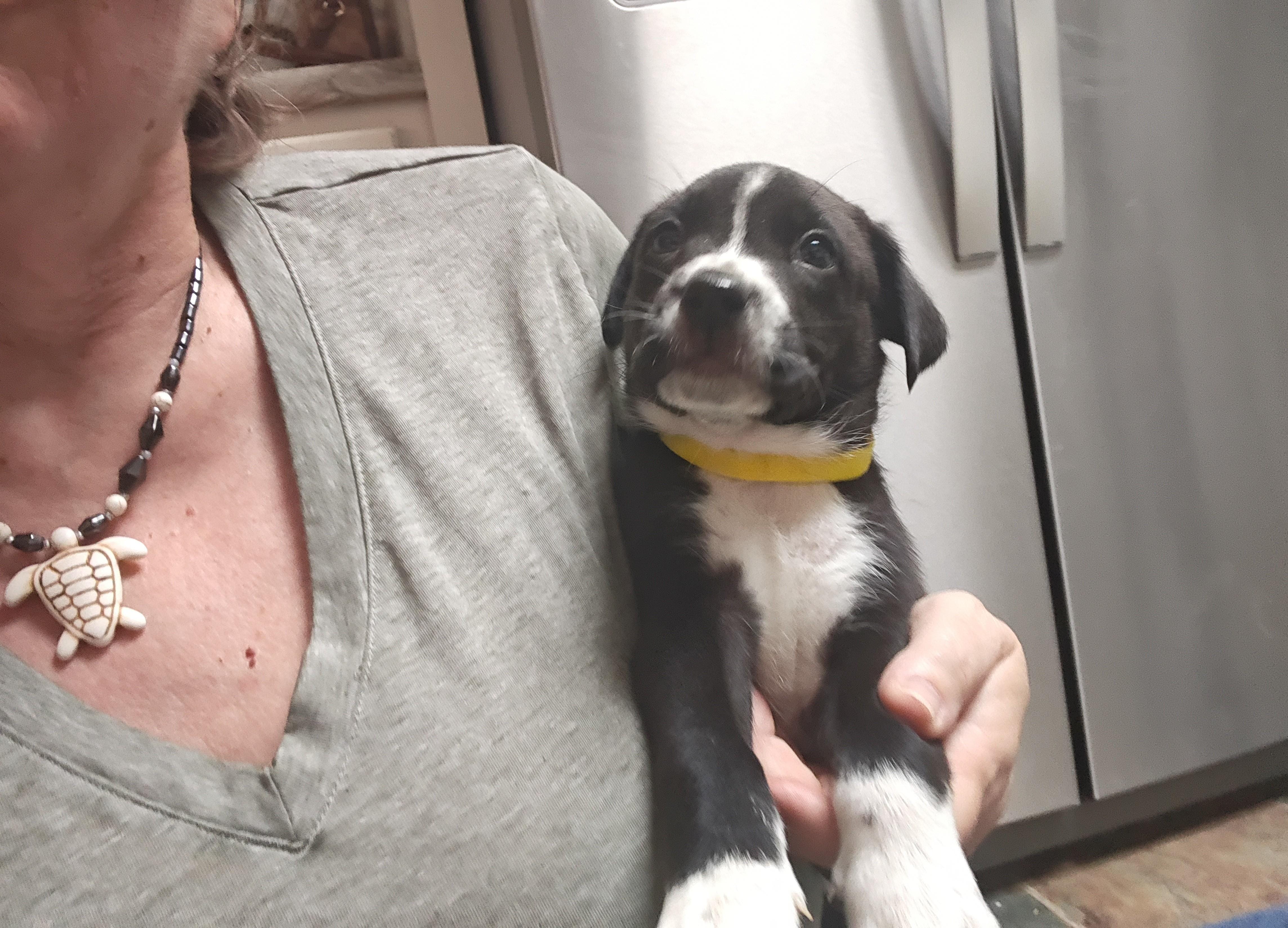 Ringo Starr - local pup