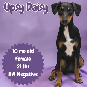 Upsy Daisy