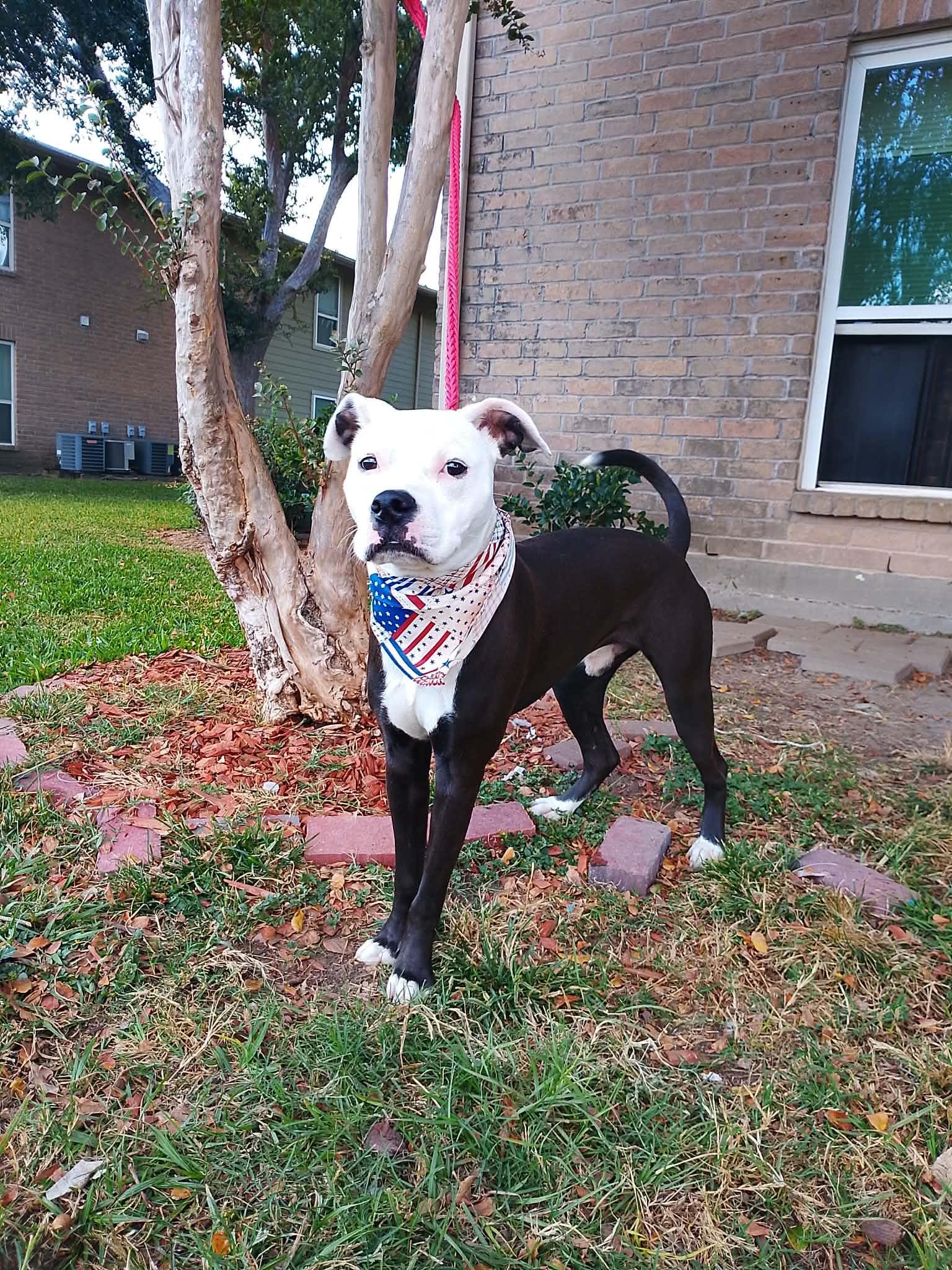 Dexter