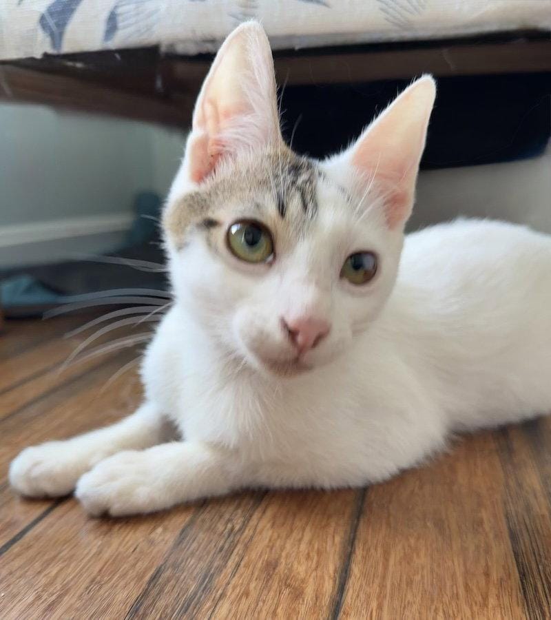 Ringo (from Roatan) (IN FOSTER)
