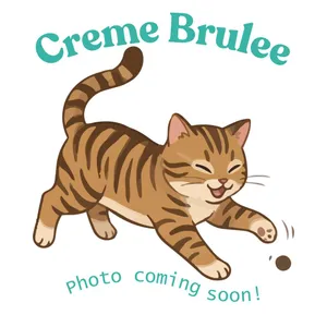 Creme Brulee