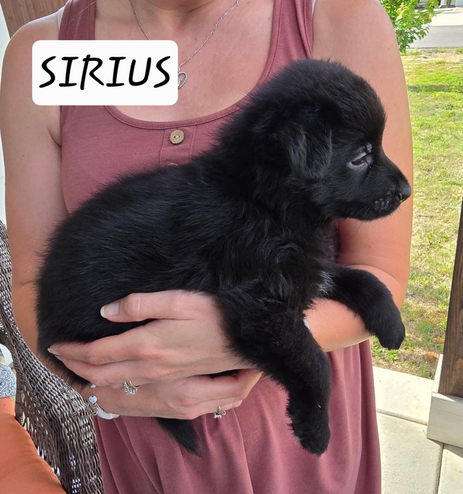 Sirus