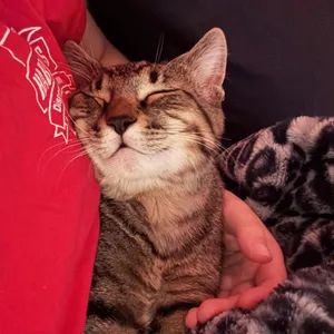 Louie