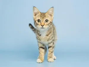 TIGRESS