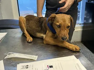 Simone