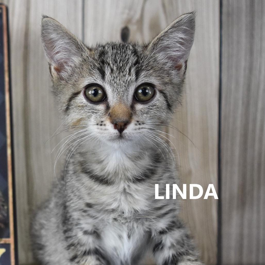 Linda