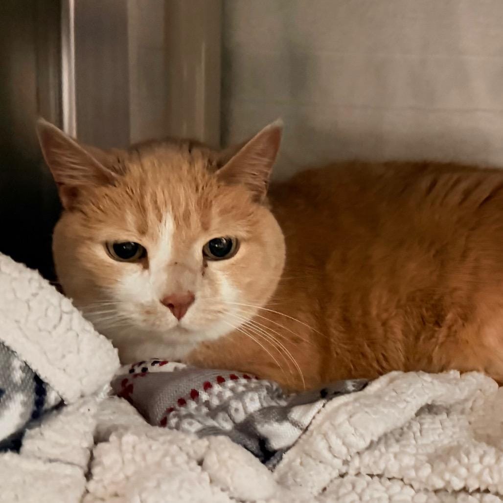 Betty w/ Spike-2 for 1!