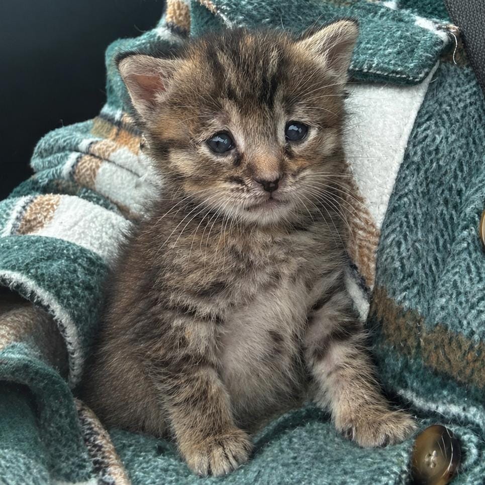 Cali
