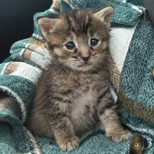 Cali