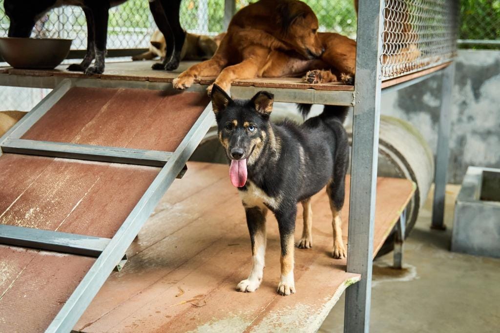 Phoenix (Soi Dog)