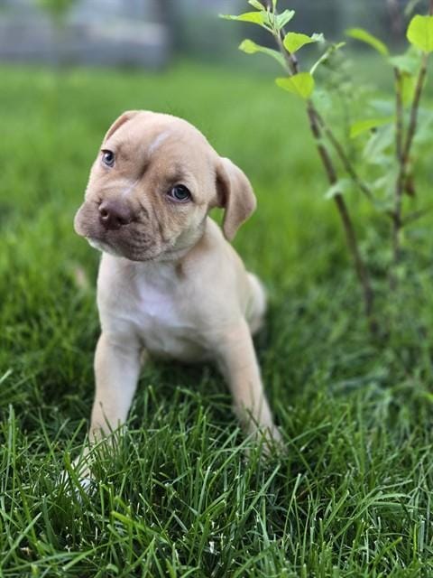 PEANUT