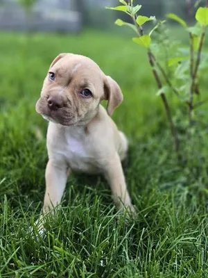 PEANUT