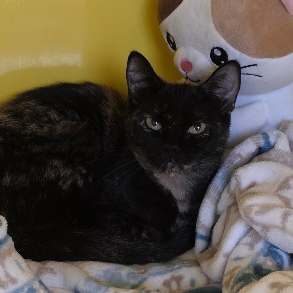 Animal Shelters in Plano, TX - Find Paw Pal