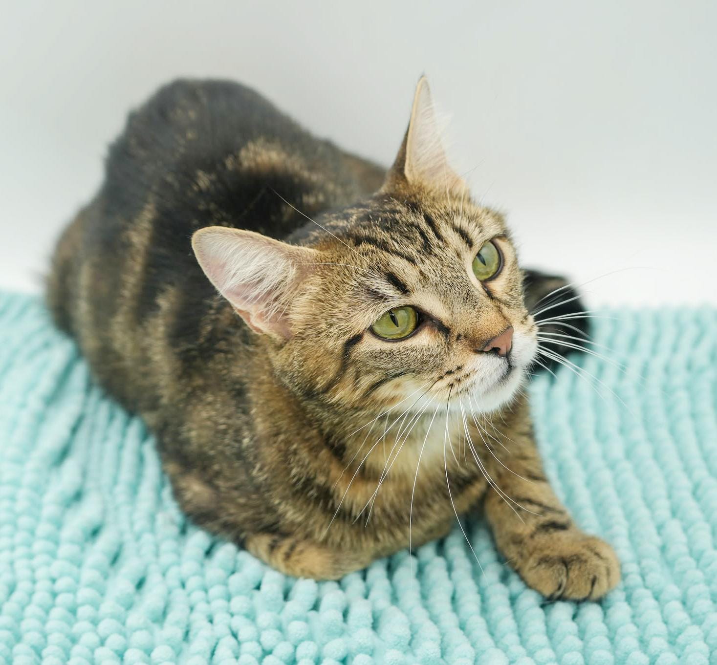 Lulu is our EPIC momma snuggler - therapy cat potential - great with kids and ALL pets