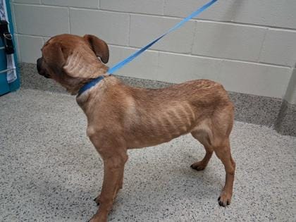 Adopt Jovie Today - Find Paw Pal