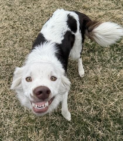 Fergus