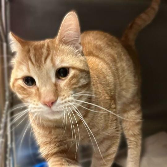 Little Picnic Basket