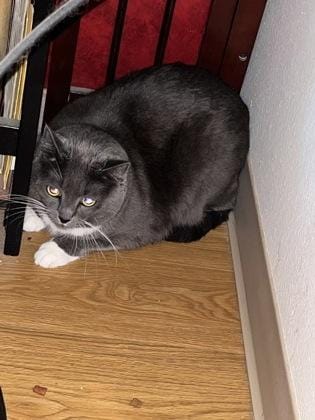 Phoebe