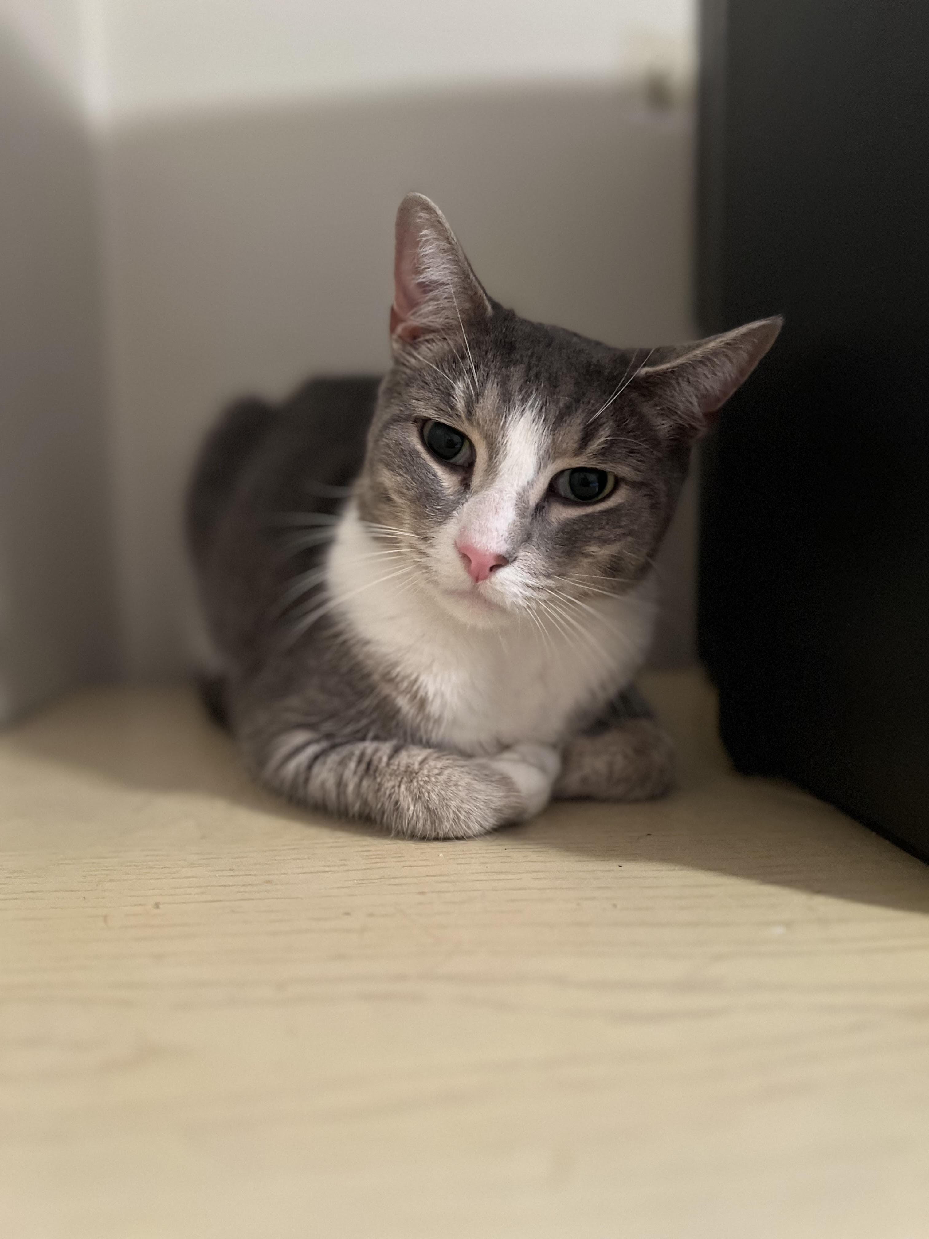 ATHENS - Snuggle Buddy 