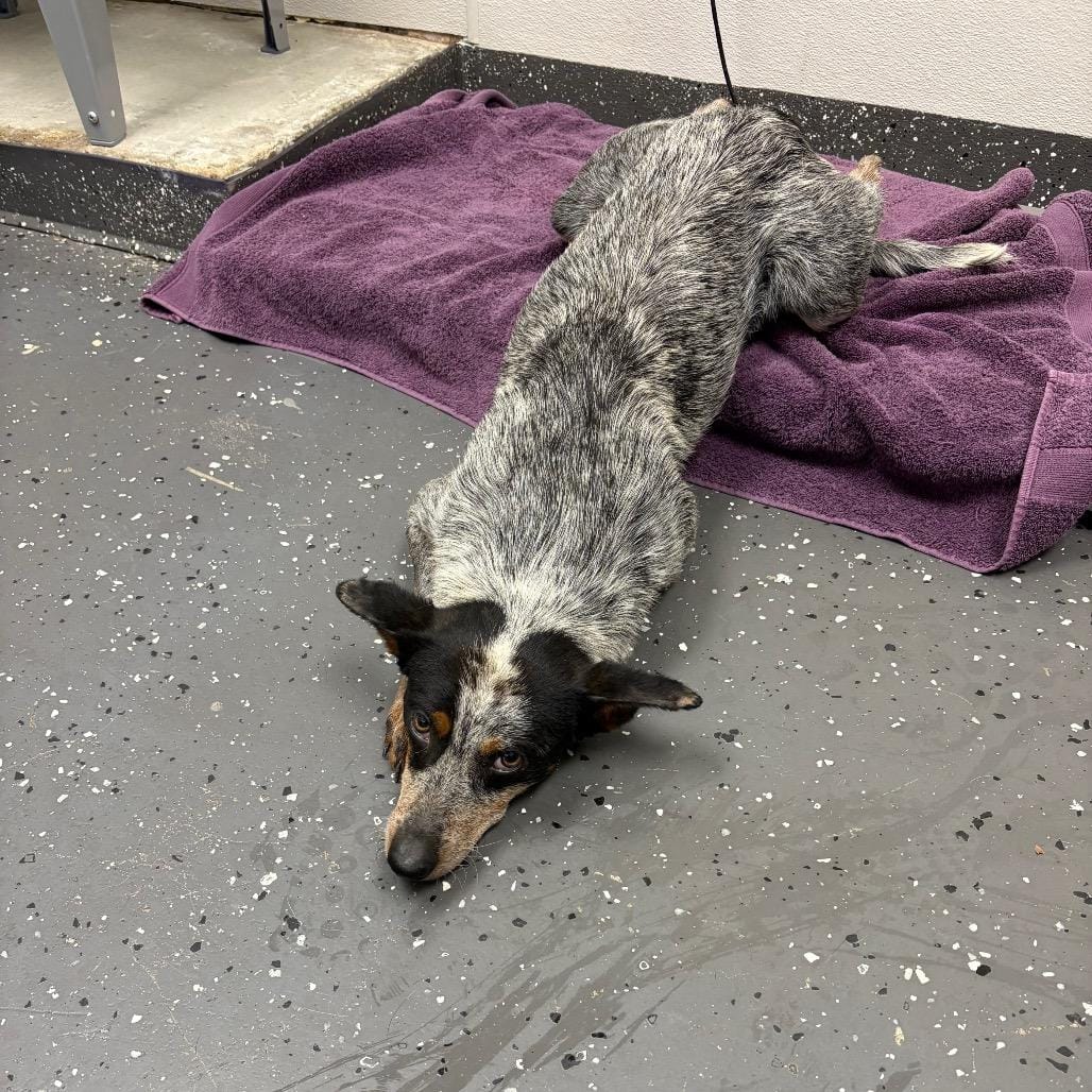 Ying