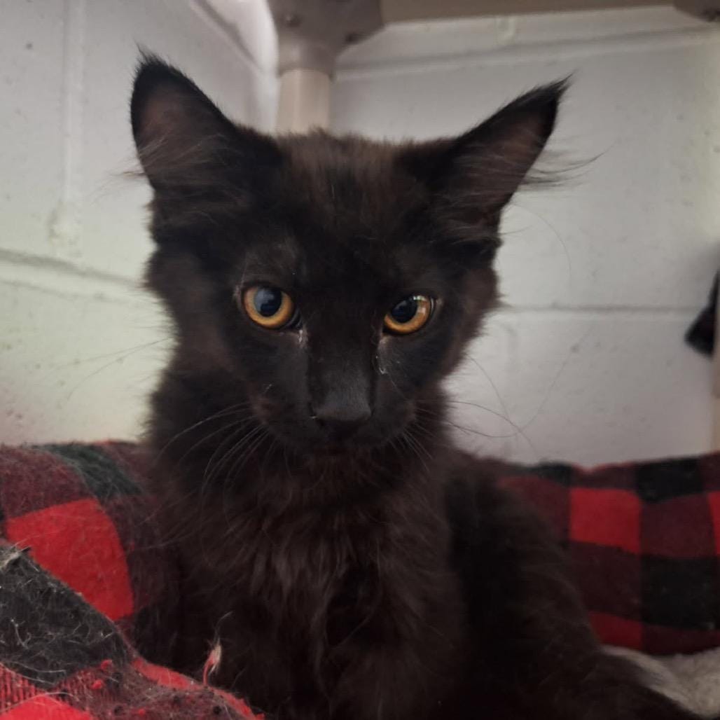 Figaro