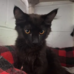 Figaro