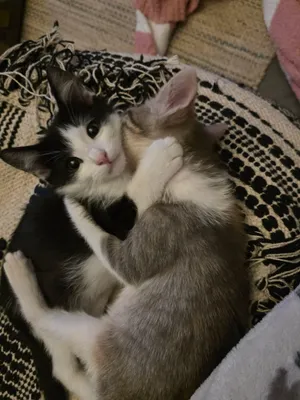 Sylvester - Sweet and affectionate