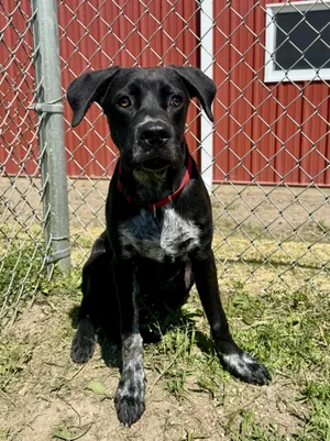 Max