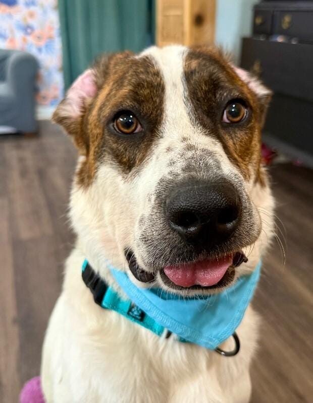 Odin Perfect with Everything