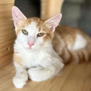 Mango Tango