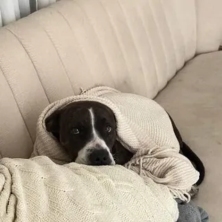 Mabel Loves Stuffies