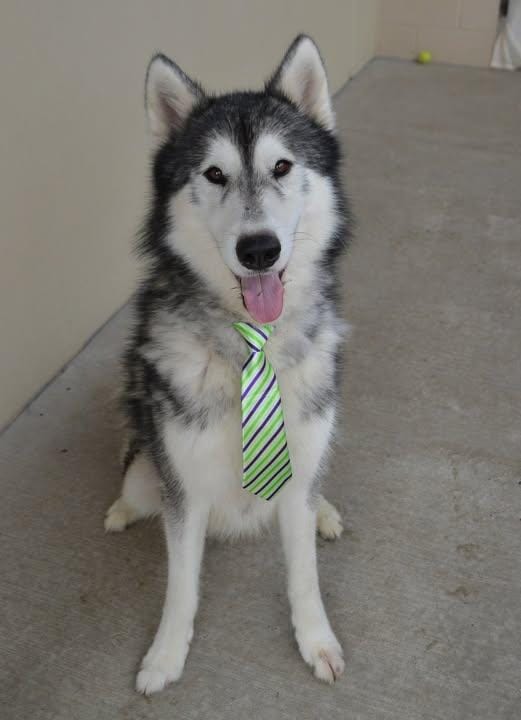 Lobo