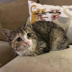 Shira, a Quiet, Shoulder-Riding Cuddle Queen