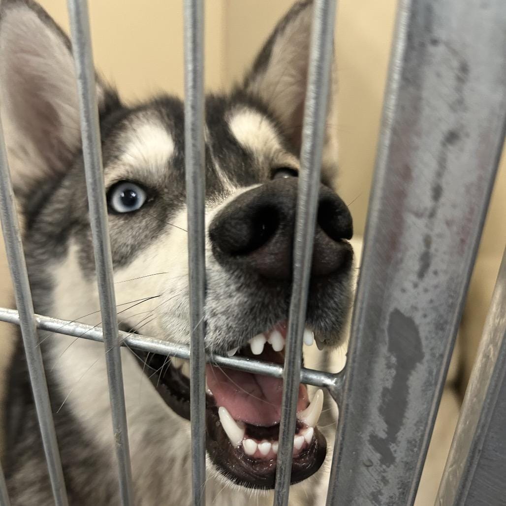 Adopt Betty Lou Today - Find Paw Pal