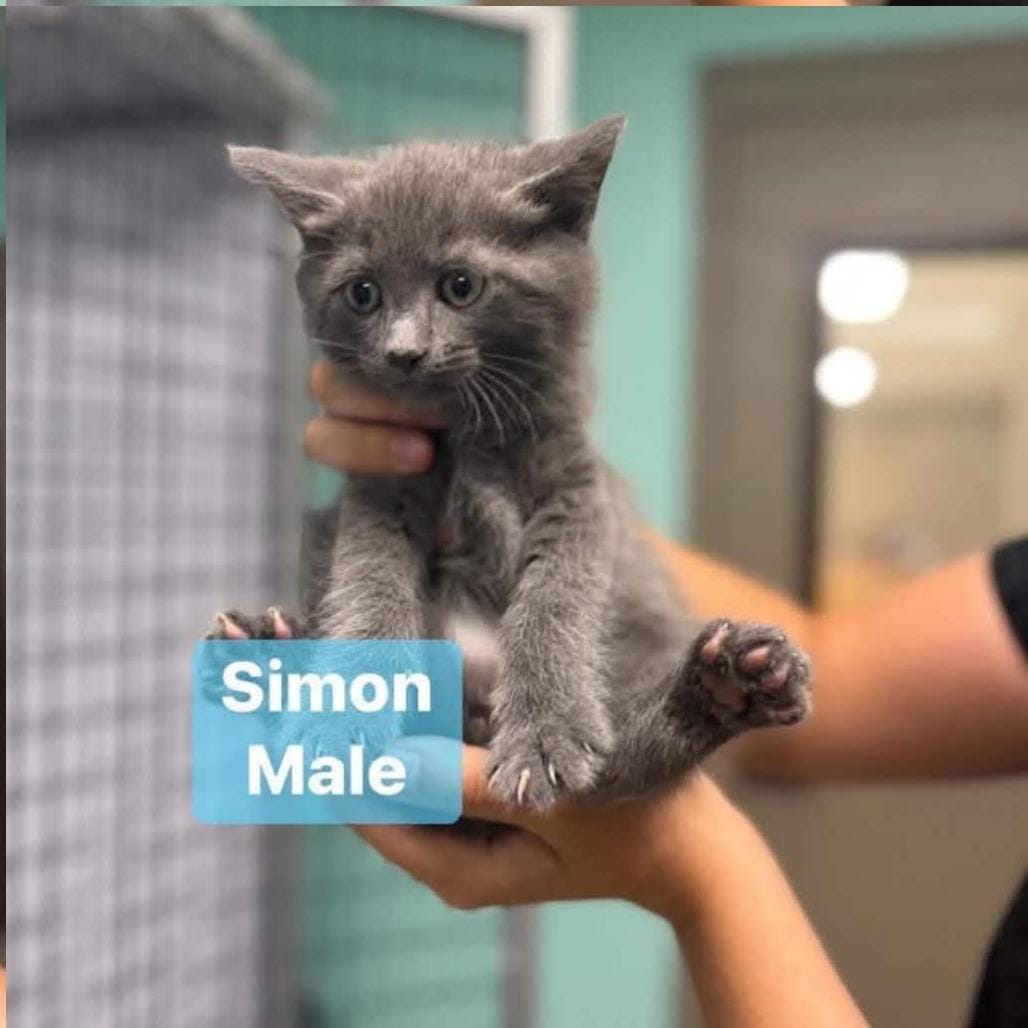 Simon in Chestertown, MD