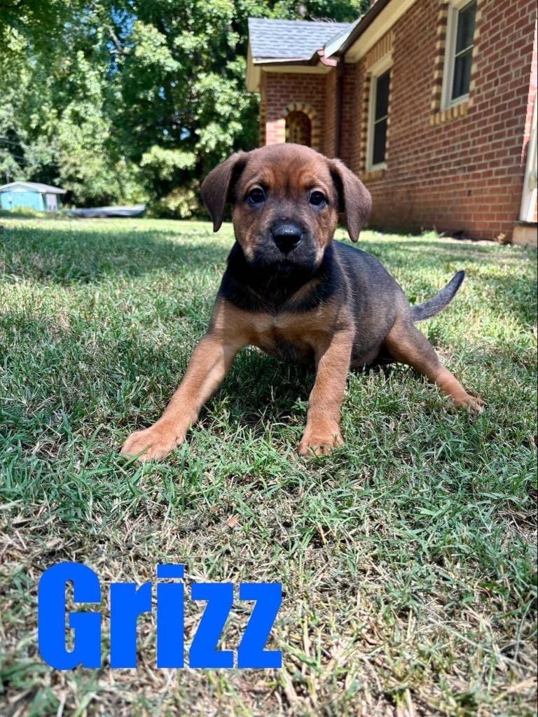 Grizz/Wesley