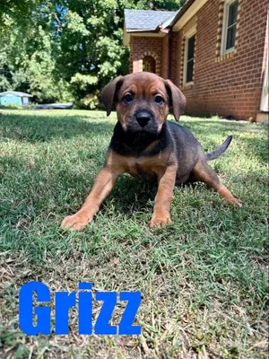 Grizz/Wesley