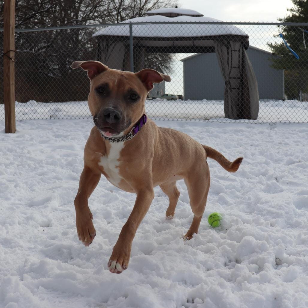 Adopt Brownie Today - Find Paw Pal