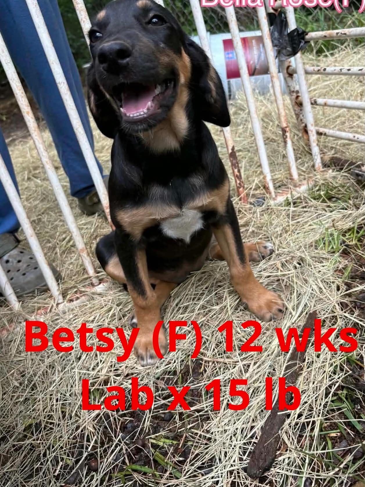 BETSY