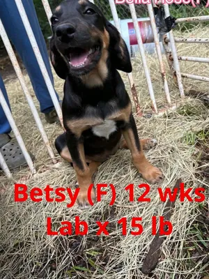 BETSY