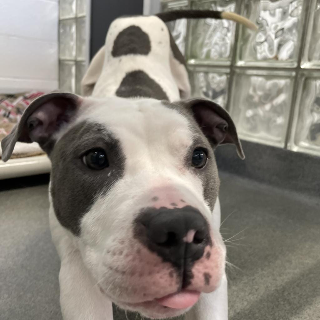Nova
