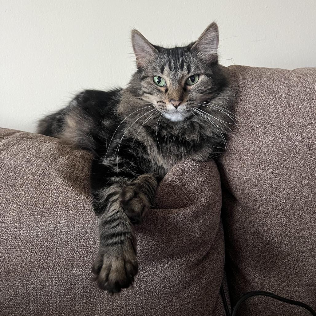 Peanut - Home to Home