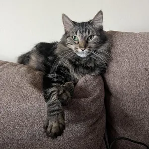 Peanut - Home to Home