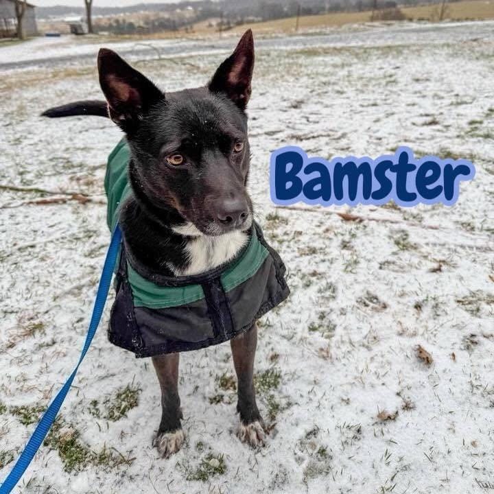 Bamster - dog/cat/kid friendly - house/crate/leash trained - the PERFECT dog