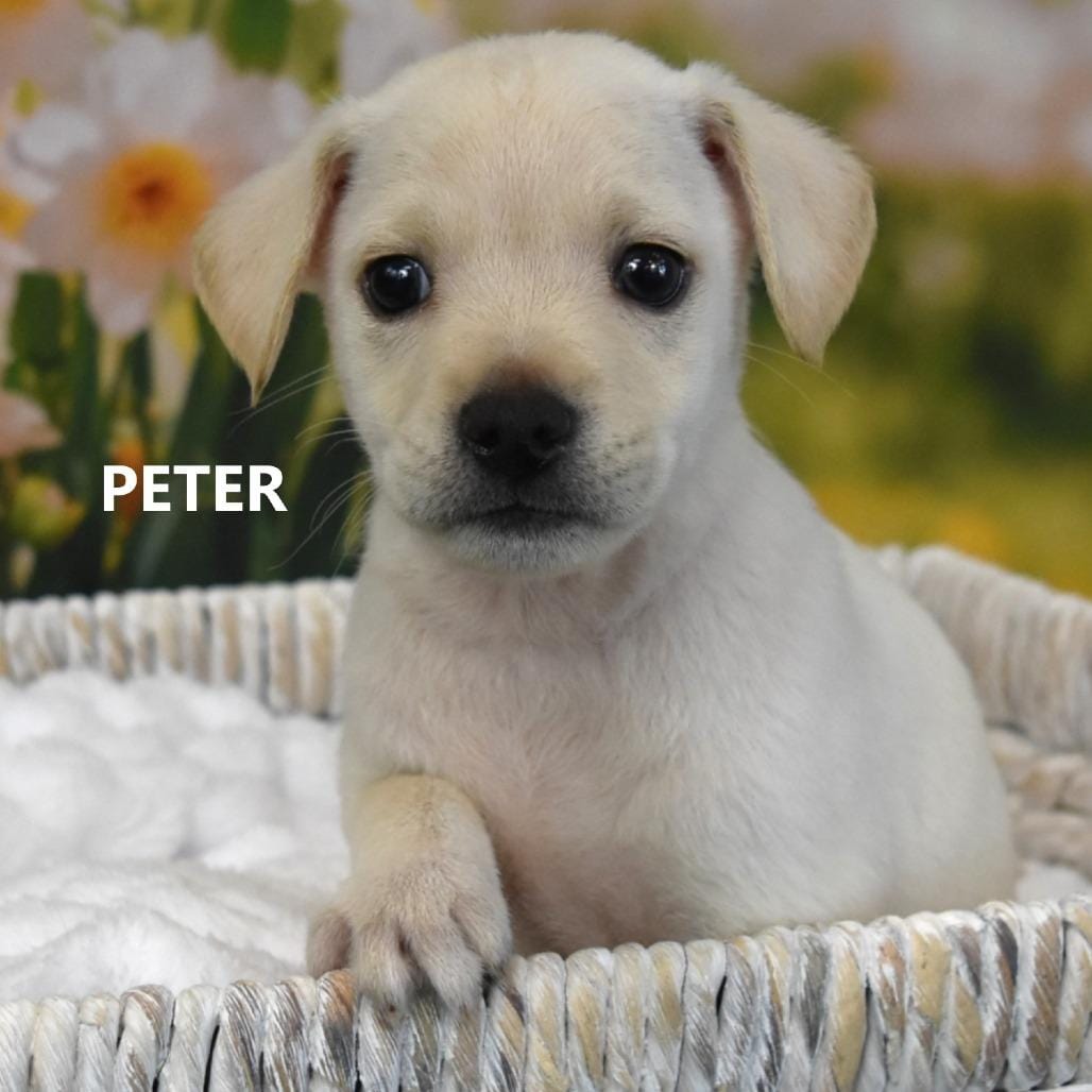 Peter
