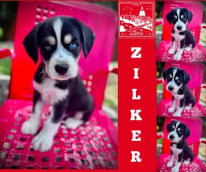 Zilker